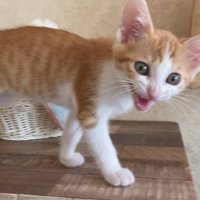 歩きながら返事をする猫