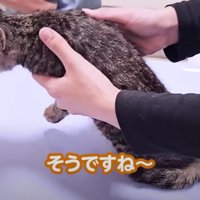診察台の上にいる子猫