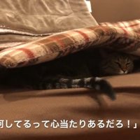 ソファの座布団の下に潜り込んでいる猫