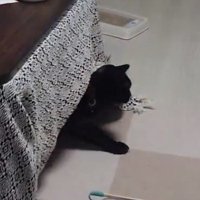 こたつからひょっこりと顔を出す黒猫