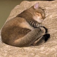 ふとんの上で寝る猫4（ズーム）