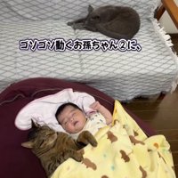 赤ちゃんと一緒の布団で寝る猫