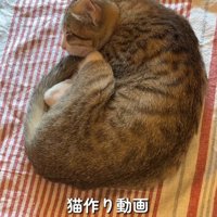 床に敷かれた布の上で眠る猫