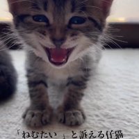 眠たくて鳴き声をあげる子猫
