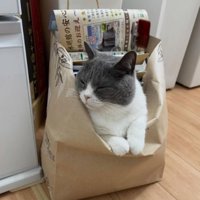紙袋に入る猫
