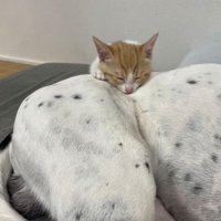 猫と犬