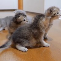 立ち去るパパ猫と見つめる子猫たち