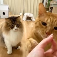 飼い主さんの手に前足を置くまるとらさん