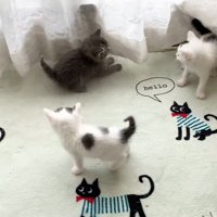 遊ぶ子猫たち