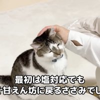 テロップ「最初は塩対応でも～」