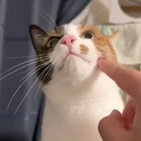 上を向くベルちゃん