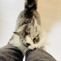 飼い主さんの足に飛び付いてジーンズを噛むサイベリアン