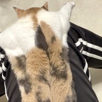 飼い主の膝から頭と腕が落ちている三毛猫の様子