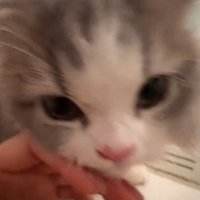 カメラ目線の猫