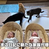 テロップ「ちゃちゃまる日記に～」