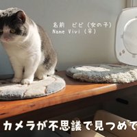 見守りカメラを見つめる猫