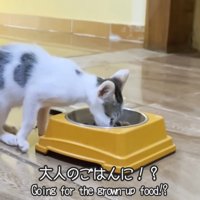 ご飯を食べる子猫