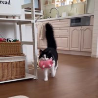 しっぽを上げながら歩いてくる猫