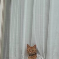 窓越しに待つ猫