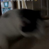 ハンモックに飛び乗っている猫