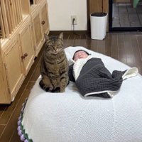 赤ちゃんが寝る布団のそばに座っている猫