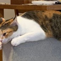 ソファーにいる猫