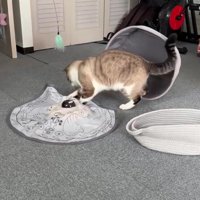 おもちゃで遊ぶ猫