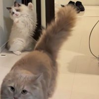 驚いてバンザイする猫