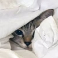 布団にくるまっている猫