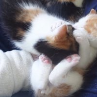 じゃれ合い