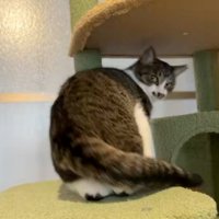 キャットタワーに登る猫