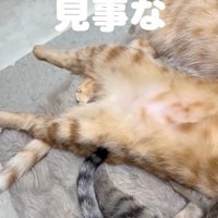 3匹の猫の下半身
