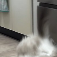 倒れる2匹の猫