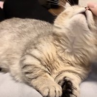 撫でられている猫の写真2
