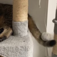 尻尾のアップ