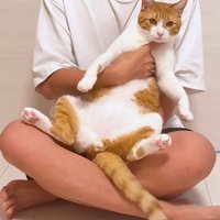 飼い主の膝に座らせられる猫