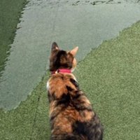 プールを見つめる猫の後ろ姿