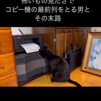 用紙を嗅ぐ猫