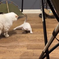 体を起こす子猫