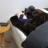 ベッドにやってくる猫