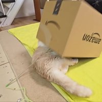 箱が覆い被さるじゅんちゃん