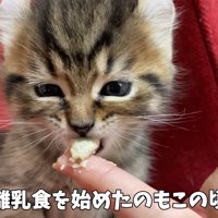 人の手から食べさせてもらう子猫