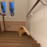 一生懸命上る猫