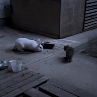 うさぎの近くに座る子猫
