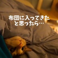 「布団に…」と書かれた写真