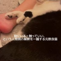 足元で休む猫