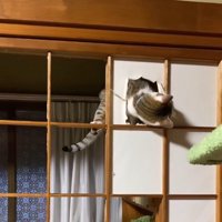 和紙を咥えてさらに剥がしていく猫