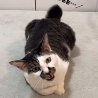 口を開けながら体を傾ける猫