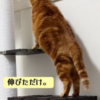 伸びる猫