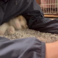 人の腕と体の間に入り込んでいる猫